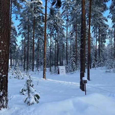 Unique Winter In Pine Forest Форсса