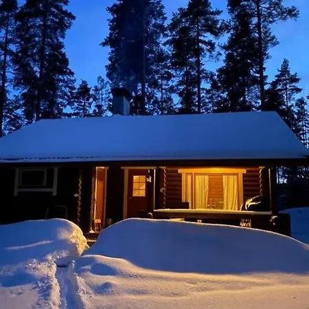 Unique Winter In Pine Forest