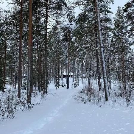 Unique Winter In Pine Forest *
